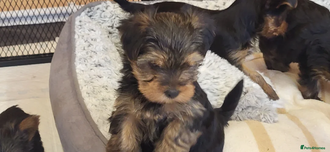 Yorkshire Terrier dogs for sale: Yorkshire Terrier puppies  from Licensed Breeder  - Advert 1