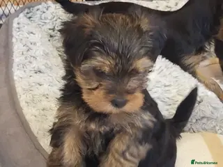 Yorkshire Terrier dogs for sale: Yorkshire Terrier puppies from Licensed Breeder - Advert 1