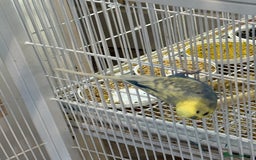 Budgerigars birds for sale: Budgies for sale bonded pair  - Advert 8