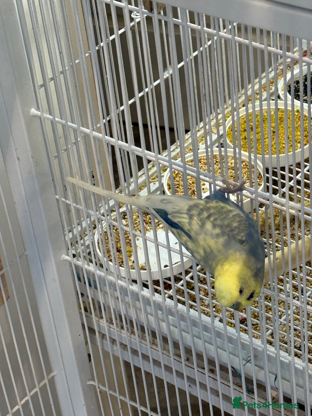 Budgerigars birds for sale: Budgies for sale bonded pair  - Advert 8