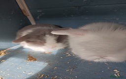 Mixed Breed rabbits for sale: Baby rabbits  - Image 1