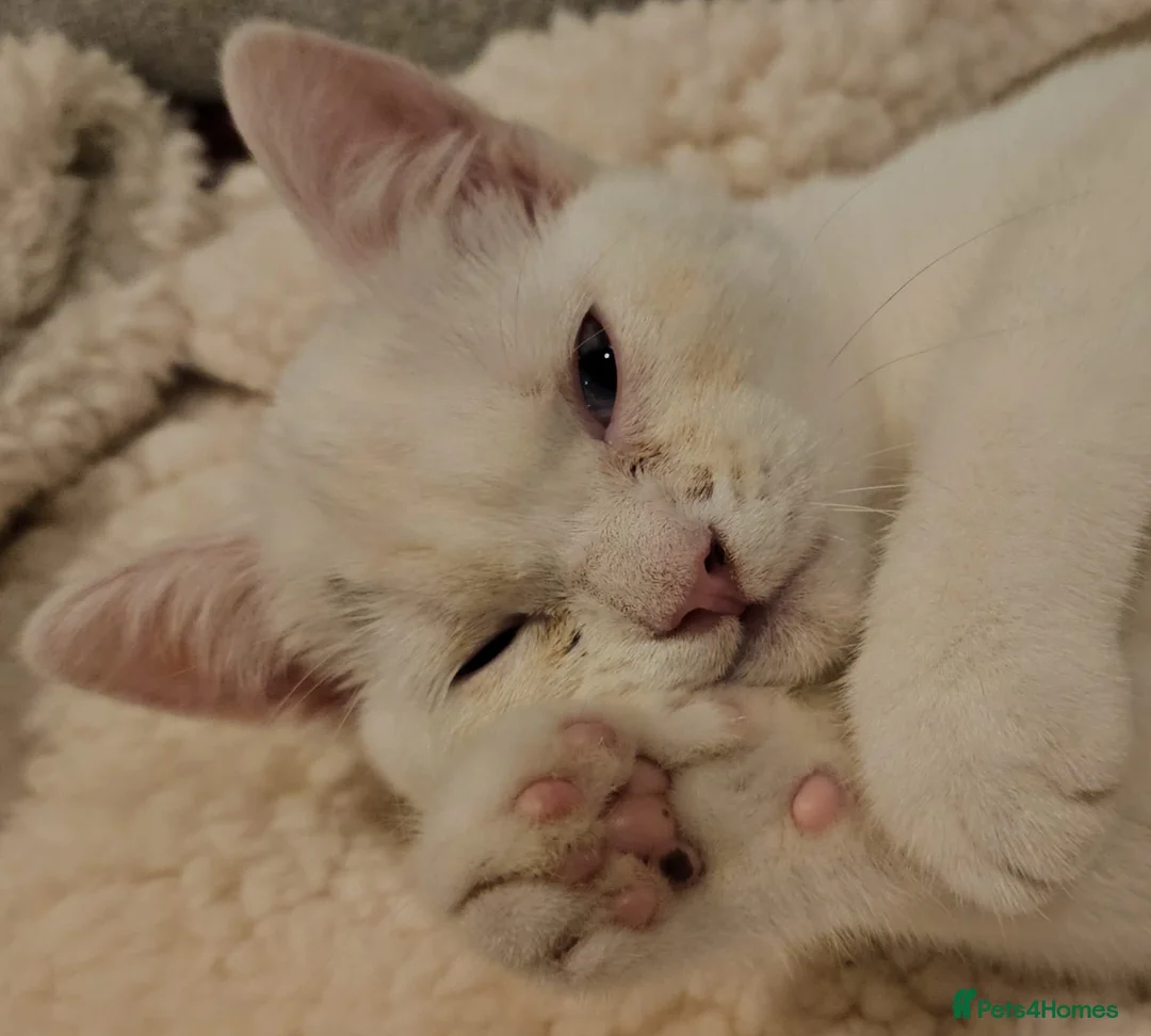 Mixed Breed cats for adoption: Special Nova needs a special indoor home - Advert 22