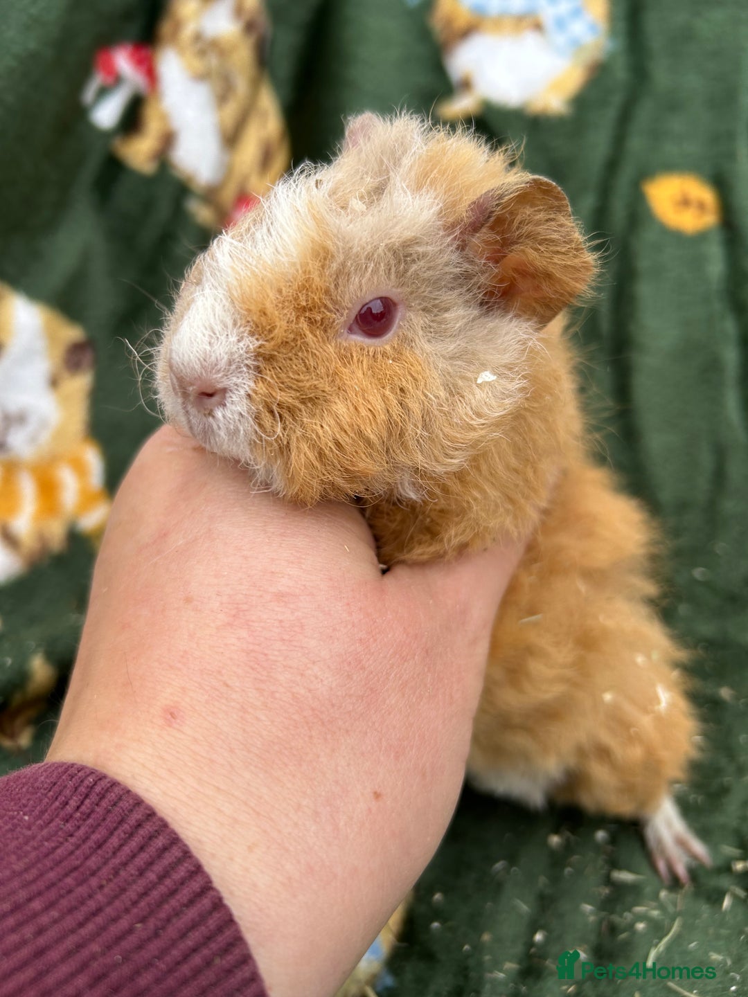 Guinea Pig rodents for sale: Baby Female Guineapigs  - Image 10