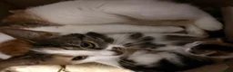 Mixed Breed cats for sale: Beautiful Female Calico Kitten in London - Advert 6