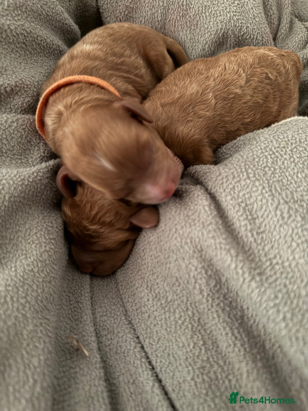 Cockapoo dogs for sale: Championship bloodline F1B toy Cockapoos  - Image 5