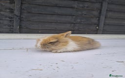 Lionhead rabbits for sale: Lionhead  - Image 5