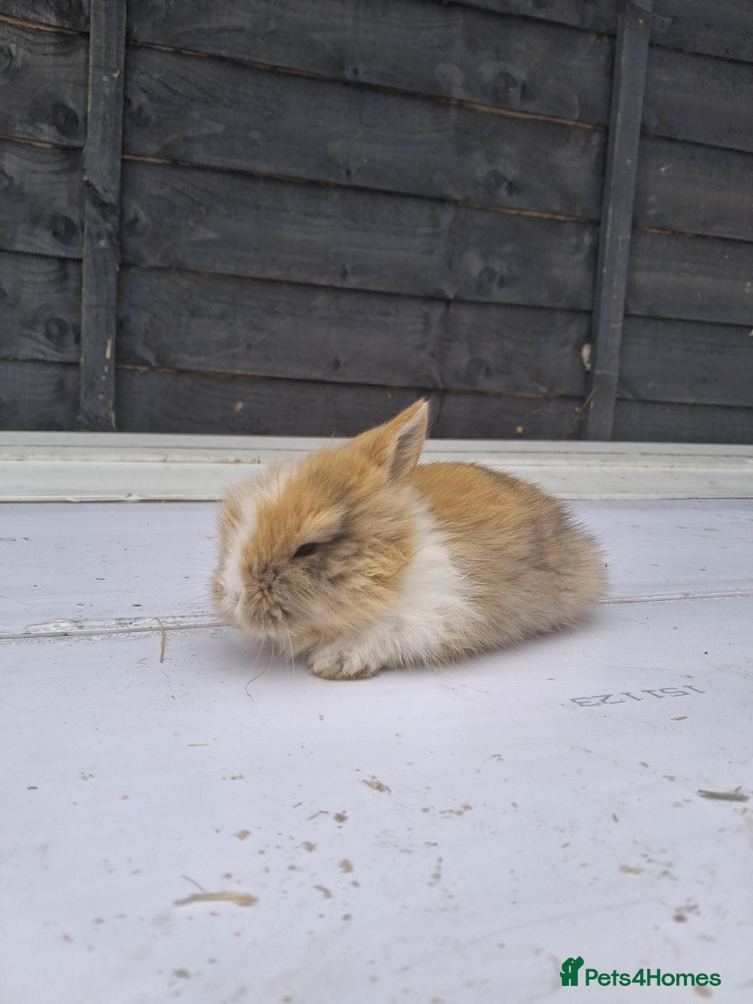 Lionhead rabbits for sale: Lionhead  - Image 5