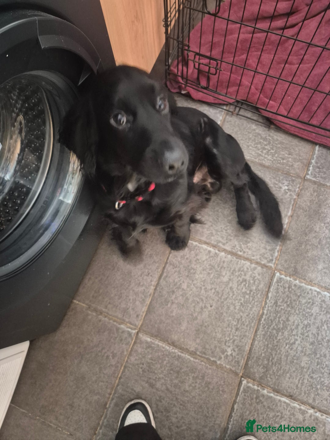 Cocker Spaniel dogs for sale: Loveable cocker spaniel  - Advert 4