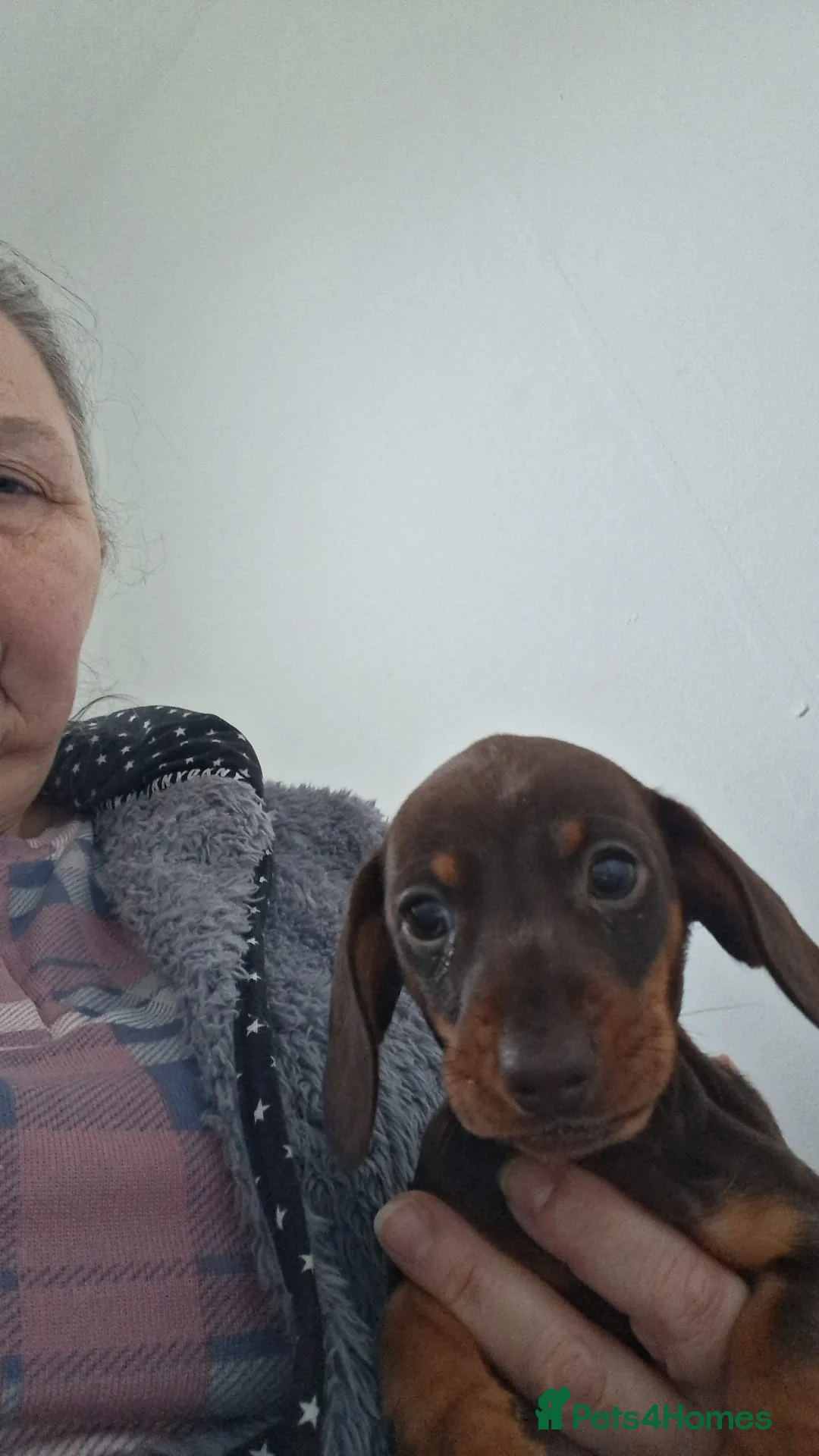 Miniature Dachshund dogs for sale: Miniature dachshund  - Advert 5