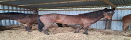 New Forest horses for sale: Smart registeted 3 year old geldings - Advert 6