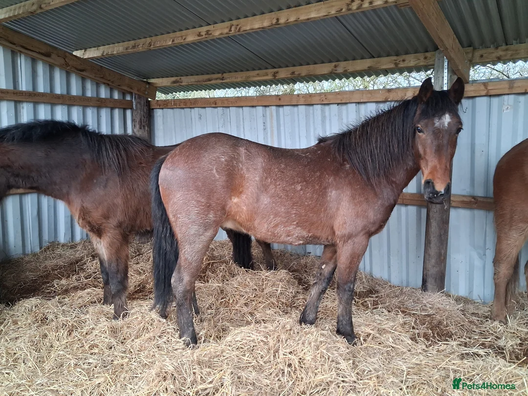 New Forest horses for sale: Smart registeted 3 year old geldings - Advert 1