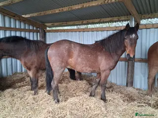 New Forest horses Smart registeted 3 year old geldings - Advert 2