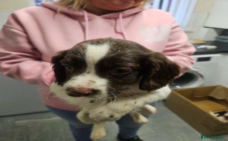 English Springer Spaniel dogs - Advert 4