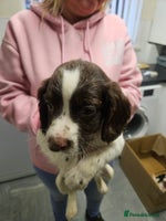 English Springer Spaniel dogs - Advert 3