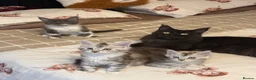 Maine Coon cats for sale: Stunning Maine Coon Litter Of Kittens  - Advert 8