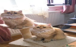 British Longhair cats for sale: Purebred British Longhair Female  - Image 13