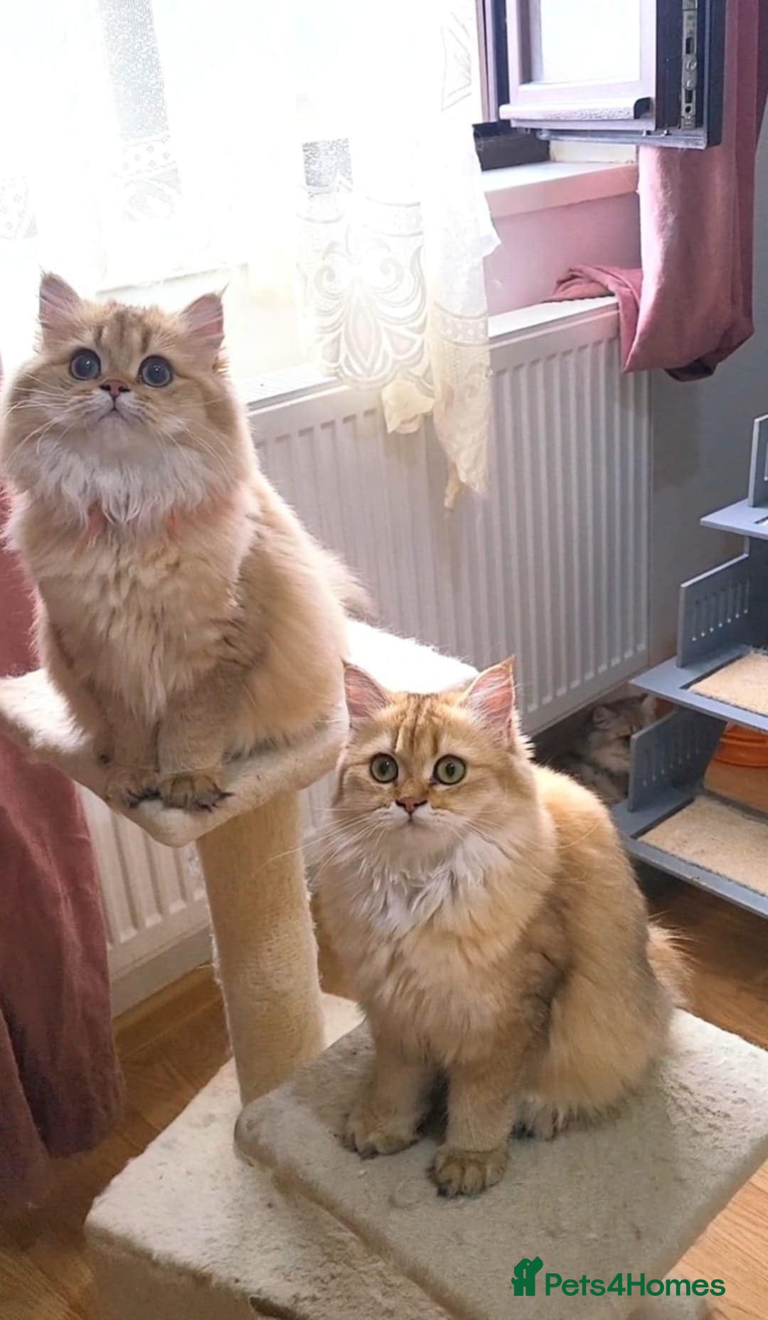 British Longhair cats for sale: Purebred British Longhair Female  - Image 13