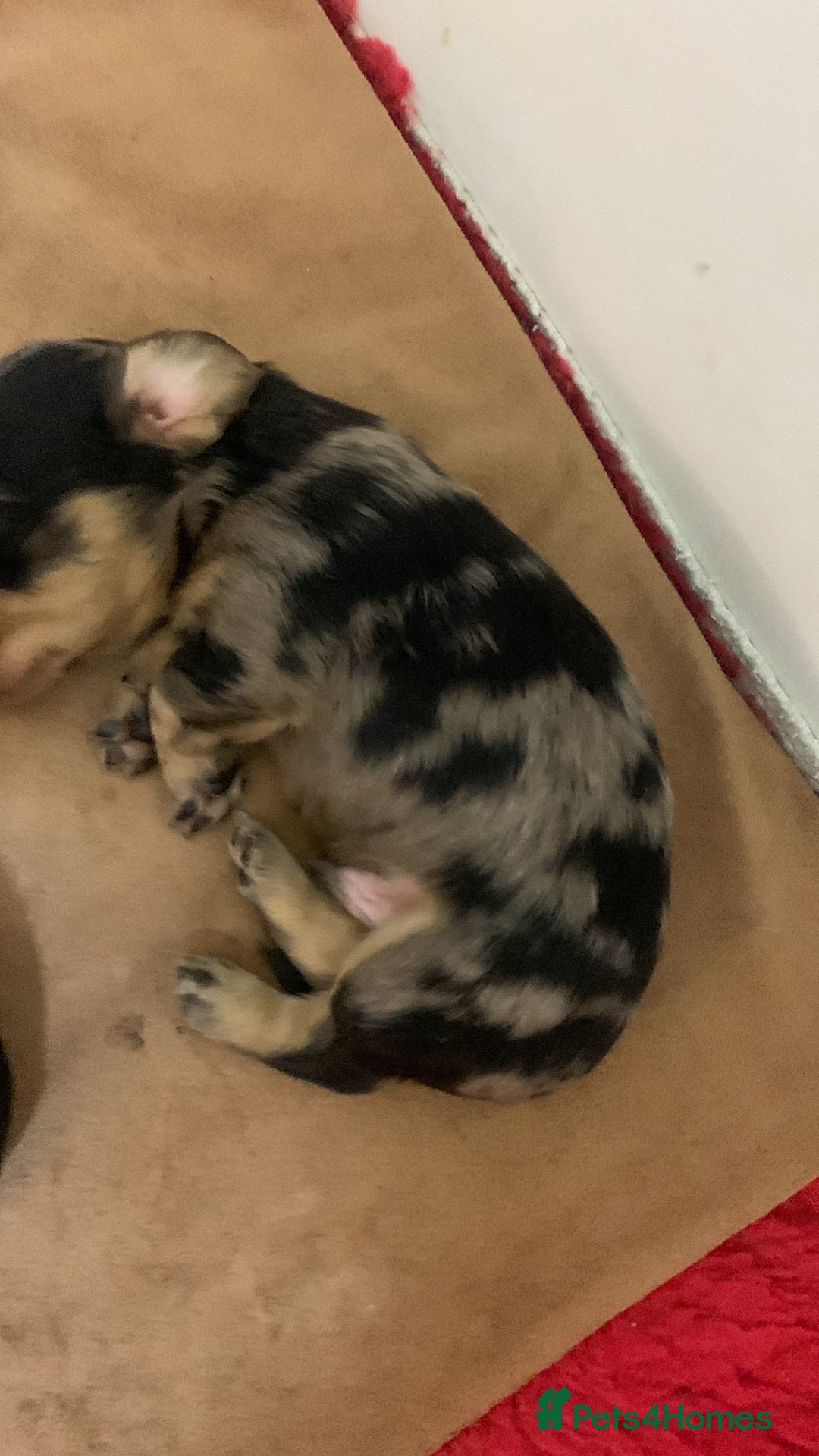 Miniature Dachshund dogs for sale: KC reg mini longhaired dachshund pups - Advert 7