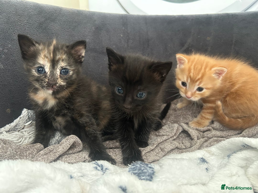 Mixed Breed cats for sale: 2 Kittens  in Lincoln - Image 1