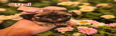 Shih Tzu Puppy 2 Suzi 
