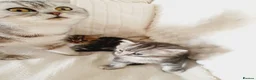Mixed Breed cats for sale: 2 Cheeky Little Kittens - Advert 14