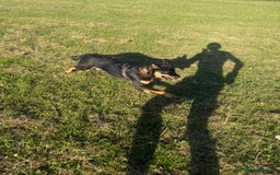 Mixed Breed dogs for sale: Alaskan Rottweiler Chow - Image 4