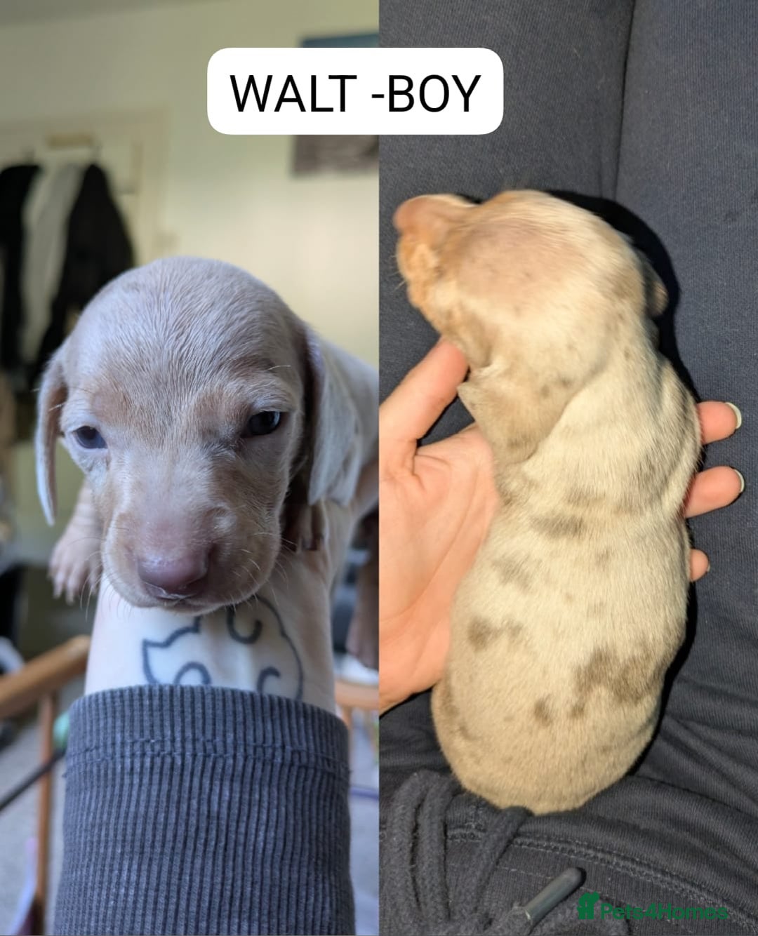 Miniature Dachshund dogs for sale: Mini dachshund’s puppies 8 weeks old - Advert 4