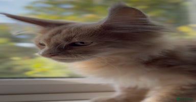 Maine Coon cats - Advert 4