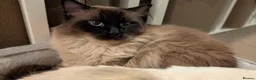 Ragdoll cats for sale: Six beautiful ragdoll kittens - Advert 3
