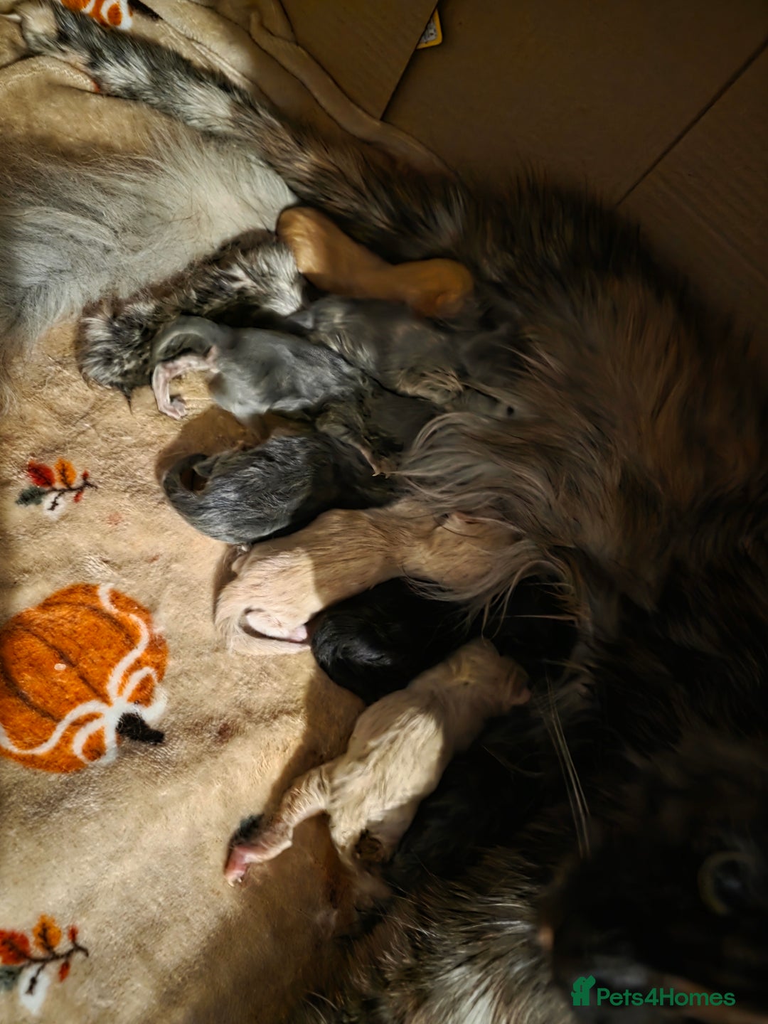 Maine Coon cats for sale: Russian maincoon kittens  - Advert 2