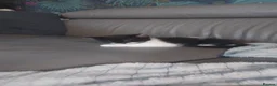 Domestic Shorthair cats for sale: Kitten for sale  in Rotherham - Advert 7