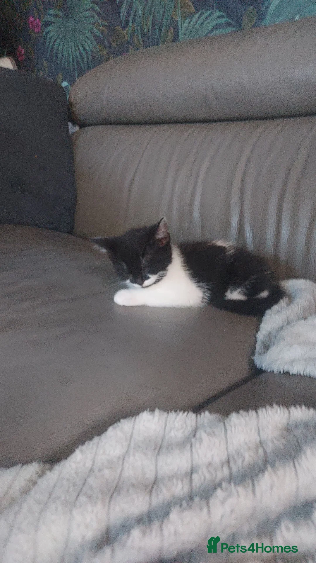 Domestic Shorthair cats for sale: Kitten for sale  in Rotherham - Advert 7