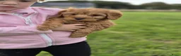 Cockapoo dogs for sale: Beautiful litter of F1 cockapoo puppies in Bishop Auckland - Advert 5