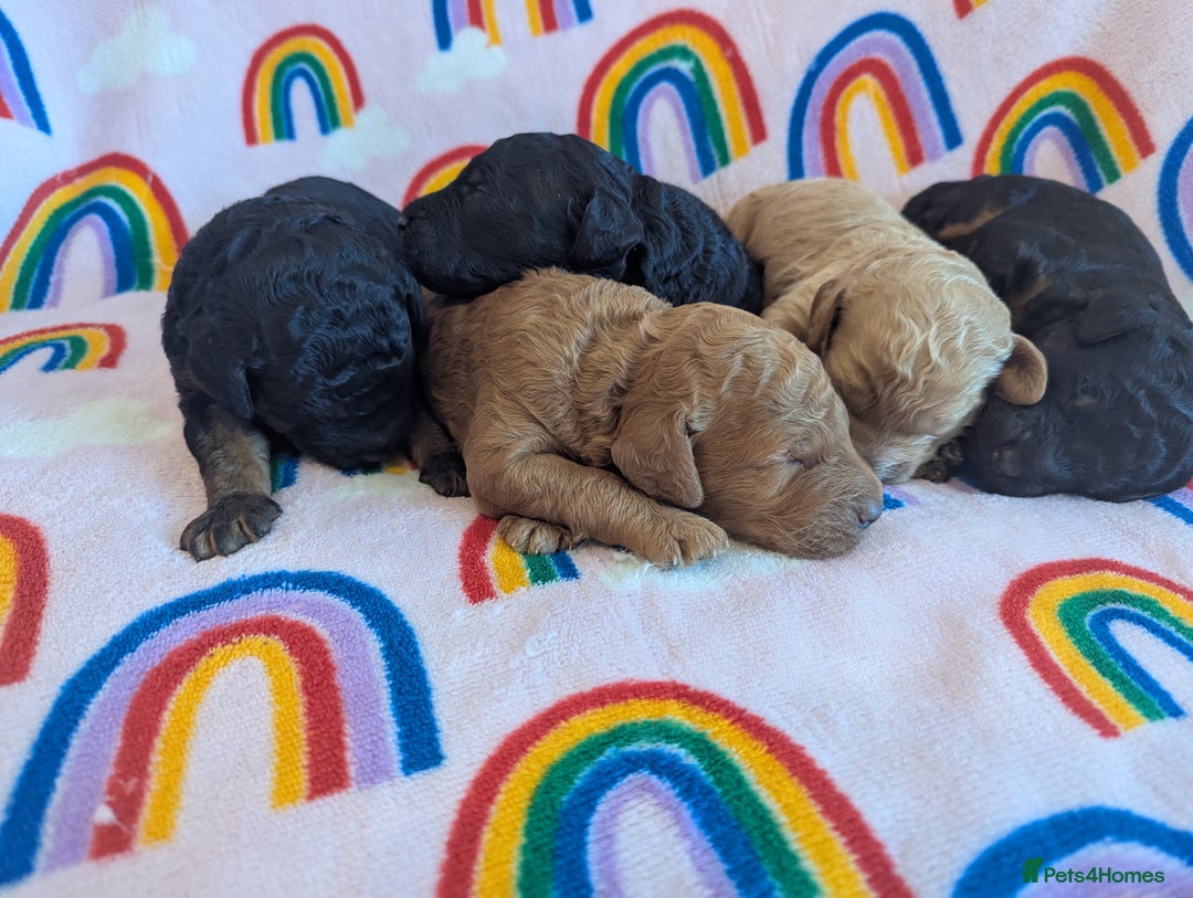 Miniature Poodle dogs for sale: Stunning Red & Phantom Miniature/Moyen Poodles - Image 26