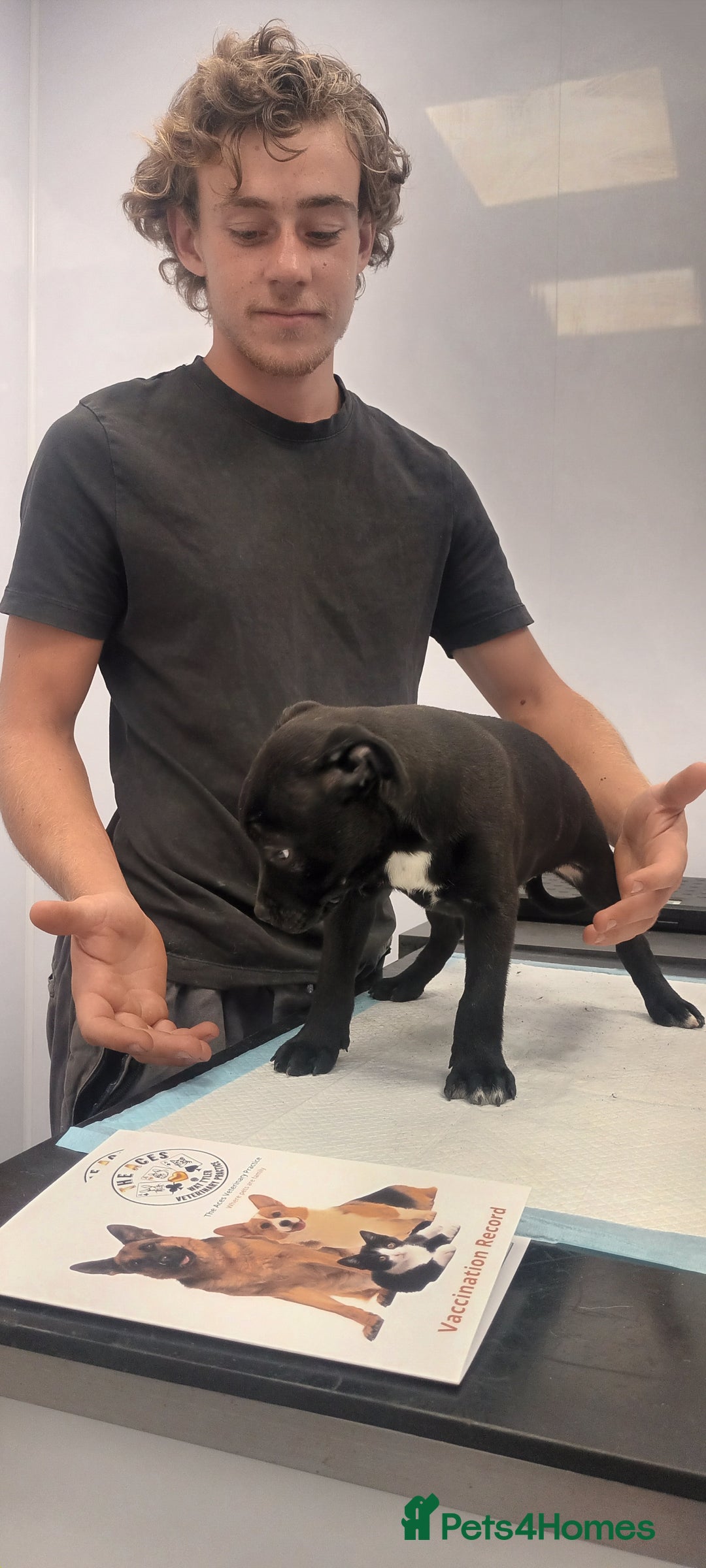 Staffordshire Bull Terrier dogs for sale: LAST PUPPY LEFT MALE KC CHAMPION BLOODLINE  in Stanford-le-Hope - Image 32