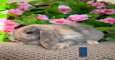 Mini Lop rabbits - Advert 6