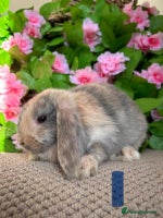 Mini Lop rabbits - Advert 1