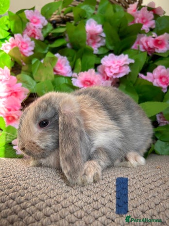 Mini Lop rabbits - Advert 14