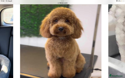 Cockapoo dogs for sale: 5* Miniature F1b Cockapoo Puppies - Advert 8