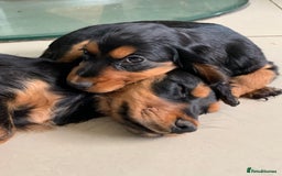Cocker Spaniel dogs for sale: Health Tested Show Cocker Spaniels - Image 9