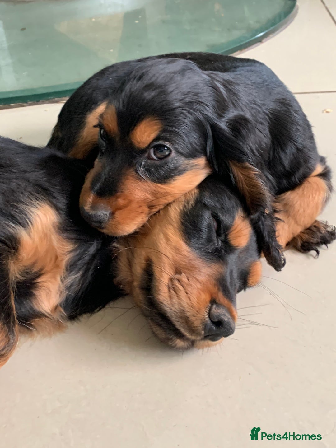 Cocker Spaniel dogs for sale: Health Tested Show Cocker Spaniels - Image 9