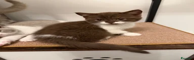 British Shorthair Kitten 1