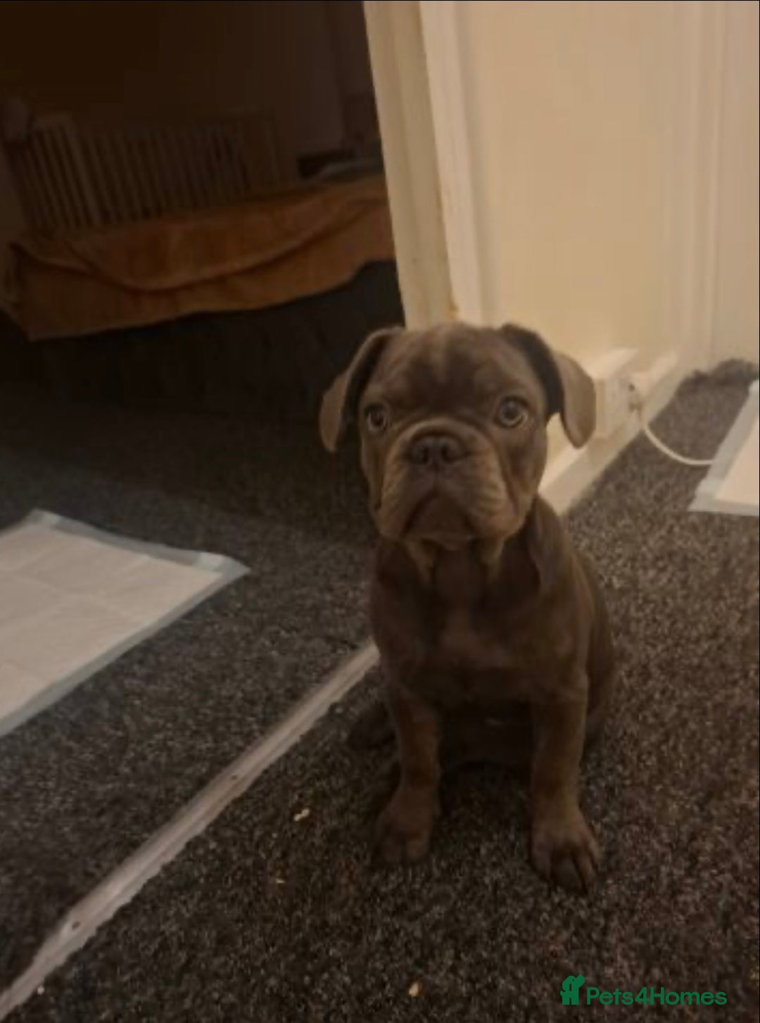 French Bulldog dogs for sale: Female puppy  french bulldog  - Advert 3