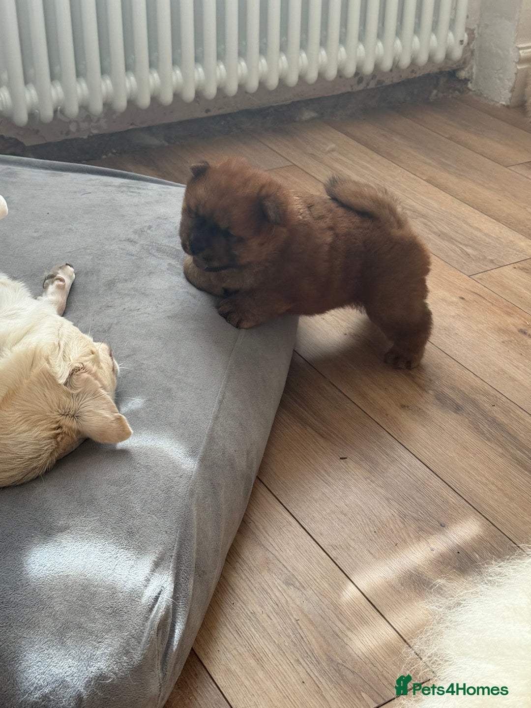 Chow Chow dogs for sale: Chow chow puppy red  - Image 5
