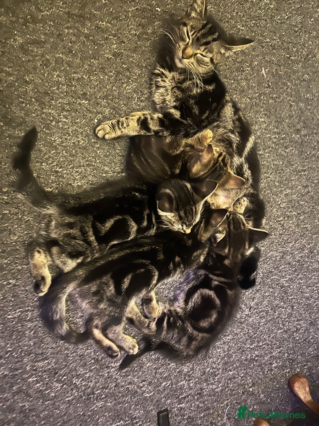 Mixed Breed cats for sale: Beautiful bengal cross kittens  - Image 6
