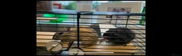 Gerbil rodents for sale: 2 lovely gerbils with cage/tank for sale.  - Advert 5