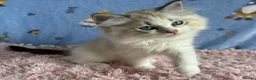 Ragdoll cats for sale: Beautiful TICA Registered Ragdoll Kittens - Advert 24