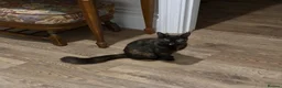 Mixed Breed cats for sale: Dutchess - Advert 7