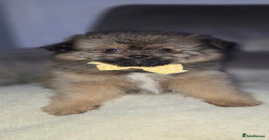 Mixed Breed dogs - Advert 5