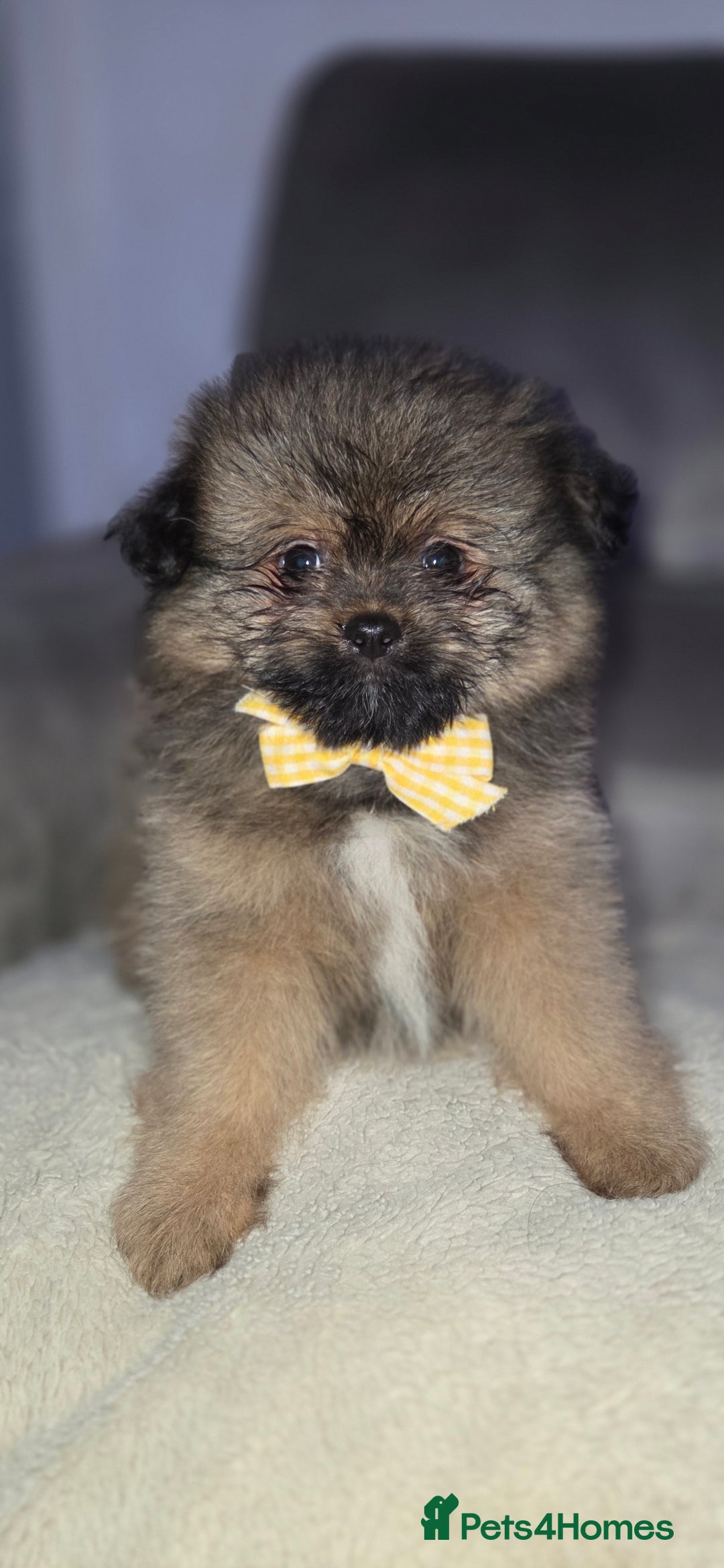 Mixed Breed dogs for sale: Shiranian puppies  - Image 10